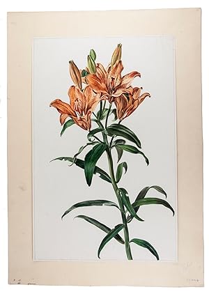 [Tiger lily].[Netherlands, ca. 1780?]. Watercolour on a half sheet of laid paper (42.5 x 27.5 cm)...