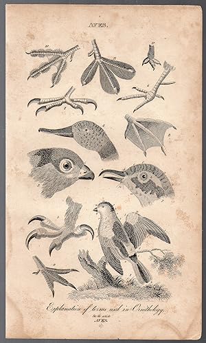 An Original 1821 Ornithology Engraving of Various Birds from the British Encyclopedia : or Dictio...