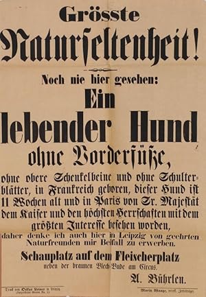 Grösste Naturseltenheit! Noch nie gesehen: Ein lebender Hund ohne Vorderfüße, ohne obere Schenkel...