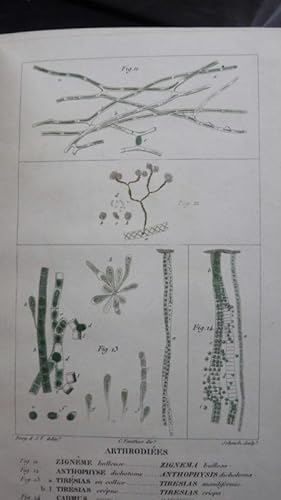 Arthrodiées. Extrait du 1er volume du Dictionnaire classique d'histoire naturelle