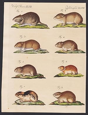 Bild des Verkufers fr Vierf. Thiere XLVIII / Quadrupedes XLVIII - Die Knoblochs-Maus - Die Zwiebel-Maus - Die Wurzel-Maus - Die Tulpen-Maus - Die Schwertel-Maus - Die Ural-Maus - Der norwegische und russische Lemming" - Muse Maus Lemming mouse mice Nagetier rodent / Bilderbuch fr Kinder zum Verkauf von Antiquariat Steffen Vlkel GmbH