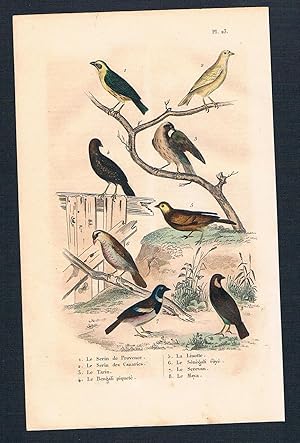 Bild des Verkufers fr Girlitz Zeisig Vgel birds bird engraving zum Verkauf von Antiquariat Steffen Vlkel GmbH