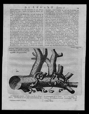 Imagen del vendedor de Gomme Adragant sortant ." - Gomme adragante Traganth Tragacanth / botany botanical Botanik a la venta por Antiquariat Steffen Vlkel GmbH