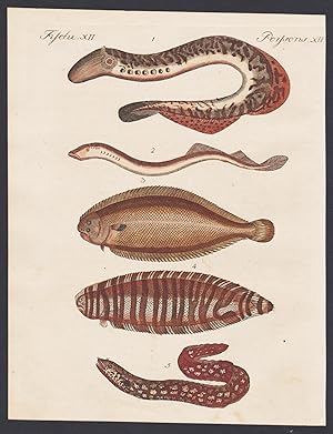 Bild des Verkufers fr Fische XIII / Poissons XIII - Die Lamprete - Das Neunauge - Die ordin Zunge - Die Murene" - Lamprete Neunauge lamprey Murne Moray eel Fisch Fische fish / Bilderbuch fr Kinder zum Verkauf von Antiquariat Steffen Vlkel GmbH