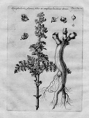 Seller image for Scrophularia glauco folio in amplaa." - Scrophularia Braunwurzen Asteriden Heilkruter Kruter / Botanik botanical botany for sale by Antiquariat Steffen Vlkel GmbH