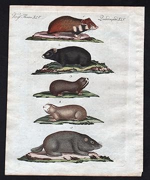 Bild des Verkufers fr Vierf. Thiere XLV / Quadruped XLV - Der gemeine Hamster - Der schwarze Hamster - Die Blind-Maus - Die Scharr-Maus - Der Sandmoll" - Hamster Maus Muse mouse mice / Bilderbuch fr Kinder zum Verkauf von Antiquariat Steffen Vlkel GmbH