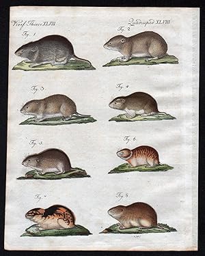 Bild des Verkufers fr Vierf. Thiere XLVIII / Quadrupedes XLVIII - Die Knoblochs-Maus - Die Zwiebel-Maus - Die Wurzel-Maus - Die Tulpen-Maus - Die Schwertel-Maus - Die Ural-Maus - Der norwegische und russische Lemming" - Muse Maus Lemming Wurzelmaus Uralmaus mouse mice Nagetier rodent / Bilderbuch fr Kinder zum Verkauf von Antiquariat Steffen Vlkel GmbH