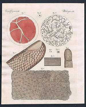 Bild des Verkufers fr Verm. Gegenst. XIII - Menschenhaut und Blut" - Haut skin Blut blood Menschenhaut humans Menschenblut human / Bilderbuch fr Kinder zum Verkauf von Antiquariat Steffen Vlkel GmbH