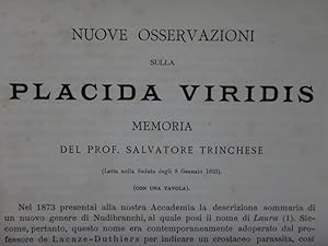 Nuove osservazioni sulla Placida viridis