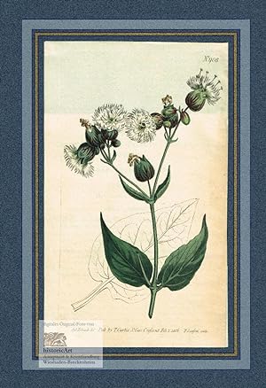 Silene Finbriata. Fringet-Flowered Campion. Kolorierter Original-Kupferstich von Sansom nach Edwa...