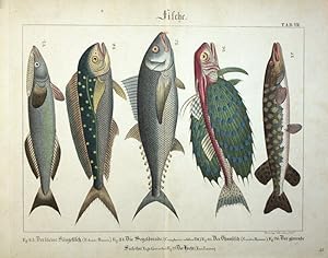 Fische. Der kleine Säugefisch, Die Segeldorade, Der Thunfisch, Der girrrende Seehalm, Der Hecht.
