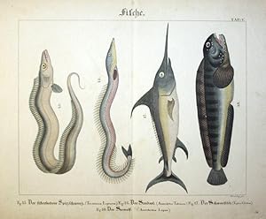 Fische. Der silberfarbene Spitzschwanz, Der Sandall, Der Schwertfisch, Der Seewolf.