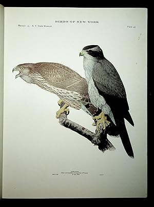 Image du vendeur pour BIRDS OF NEW YORK plate 45 Goshawk mis en vente par Quiet Friends  IOBA