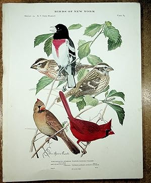 Image du vendeur pour BIRDS OF NEW YORK plate 85 Rose Breasted Grosbeak & Cardinal mis en vente par Quiet Friends  IOBA