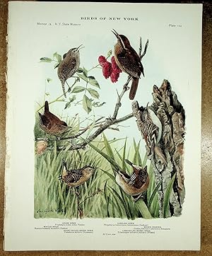 Seller image for BIRDS OF NEW YORK plate 103 Chicadee, Acadian Chicadee, Tufted Titmouse, White Breasted Nuthatch & Red Breasted Nuthatch for sale by Quiet Friends  IOBA