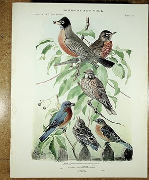 Image du vendeur pour BIRDS OF NEW YORK plate 106 Robin & Bluebird mis en vente par Quiet Friends  IOBA