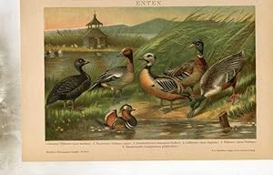 Enten. Chromolithographie aus einem Einzelband der 14. Auflage von Brockhaus` Konversations-Lexikon