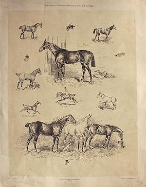 "Pferde-Typen" originale Feder-Lithographie über Tonplatte auf Kunstdruck-Karton (ca.37x28cm) nac...