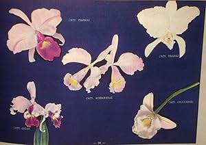 Orquideas Colombianas (Columbian Orchids)