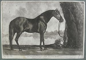 Immagine del venditore per 'An Arabian belonging to John Warde Esq'. venduto da R.G. Watkins Books and Prints