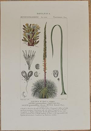 Image du vendeur pour BOTANICA MONOCOTILEDOMI NARCISSEE Littea di fiori a coppie Littea geminiflora Agave geminiflora Yucca boscii, mis en vente par Sephora di Elena Serru