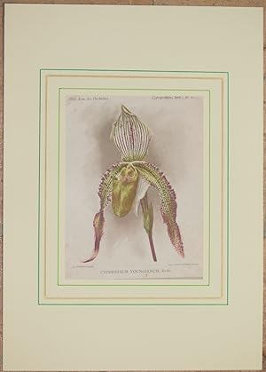 Cypripedium youngianum Rolse,