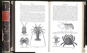 Immagine del venditore per Methodische Schule der Naturgeschichte zur Einfhrung in das zusammenhangende Verstndni der Anthropologie, Zoologie, Botanik, Mineralogie, Anatomie, Physiologie, Entwicklungsgeschichte, Palontologie und Geologie. Ein Lehr- und Lesebuch fr den ffentlichen und Privatunterricht. venduto da Rainer Kurz - Antiquariat in Oberaudorf