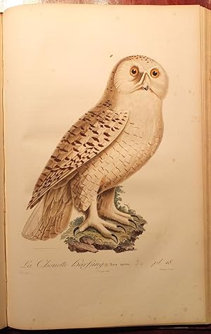 Histoire Naturelle des Oiseaux de l'Amerique Septentrionale