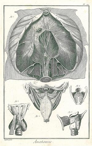 MEDIZIN. - Anatomie. "Le diaphragme d'après Haller, & le larynx d'après Haller & Eustachi". Die M...