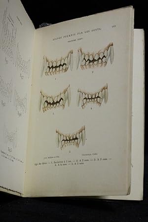 L'âge du cheval et des principaux animaux domestiques