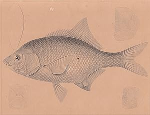 Original 1860 Antique Engraved Print of the Silvery Perch or Damalichthys Vacca