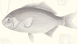 Original 1860 Antique Engraved Print of the The Sapphire Perch or Embiotoca Perspicabilis
