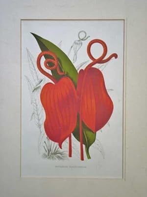 Anthurium Scherzerianum Flamingo Flower Colour Botanical Print