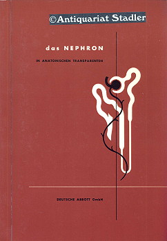 Das Nephron in anatomischen Transparenten.