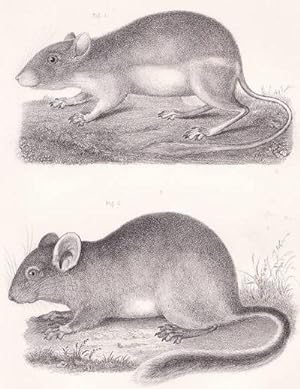 Engraved Plate "Pouched Jumping Mouse of California & Oregon with a Bushy Tailed Rat Found on the...