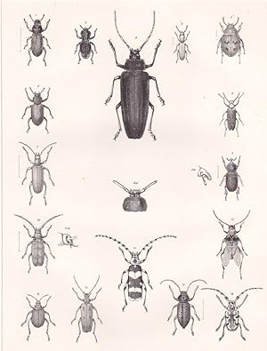 Original 1860 Engraved Plate of Beetles from Reports of Explorations