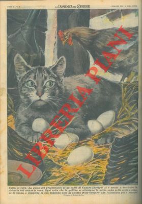 A Canaro (Rovigo) una gatta sostituisce la chioccia a covare le uova.