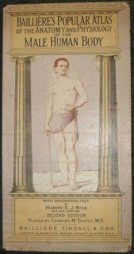 Image du vendeur pour Baillieres's Popular Atlas of the Anatomy and Physiology of the Male Human Body mis en vente par Neil Williams, Bookseller