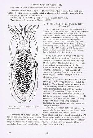 Cephalopods of the seas of the U.S.S.R. translated from russian. Washington, Smithsonian Inst. In...