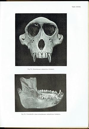 Der Schädel des Inuus Speciosus Japanensis, sein Variationskreis und Zahnbau. Anthropologisch-zoo...