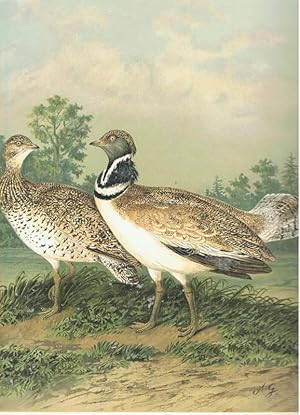 Naturgeschichte der Vögel Mitteleuropas. ZWERGTRAPPE.1 Tafel Originale Chromolithographie. um 1900