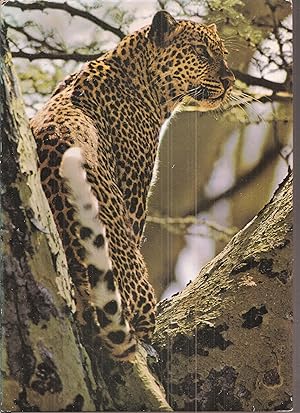 Bild des Verkufers fr Zoo Ostafrika zum Verkauf von Clivia Mueller