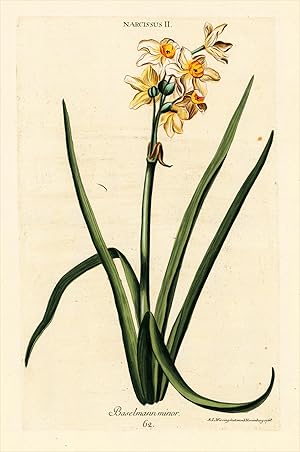 Narcissus II - Baselmann minor. 62.