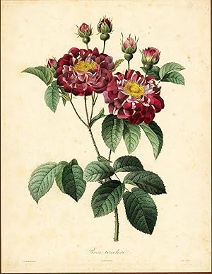Image du vendeur pour Rose tricolore mis en vente par Antiquariat Reinhold Berg eK Inh. R.Berg
