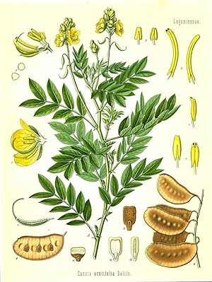 Cassia acutifolia Delile (Leguminosae). Senneskassie.