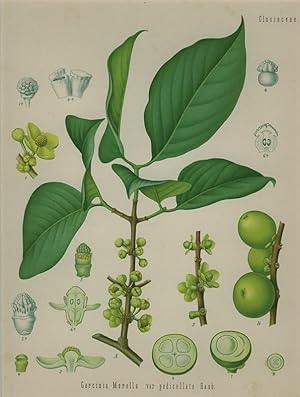 Garcinia Morella var pedicellata Hanb. (Clusiaceae). Gummiguttbaum.