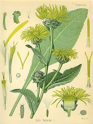 Inula Helenium L. (Compositae). Alant oder Helenenkraut, Glockenwurzel, Grosser Heinrich.