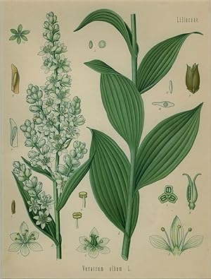 Veratrum album L. (Liliaceae). Weisse Niesswurzel, Weisser Germer.