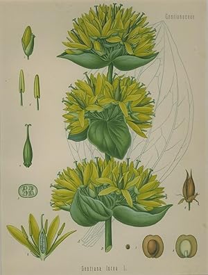 Gentiana lutea L. (Gentianaceae). Gelber oder edler, gebräuchlicher, gemeiner, grosser Enzian, Bi...