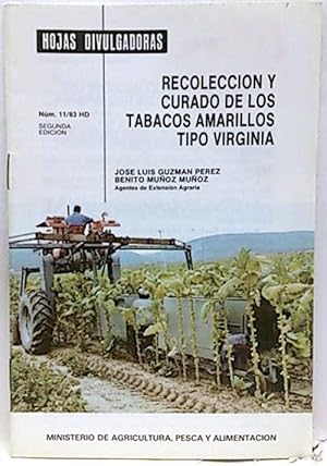 Recolección Y Curado De Los Tabacos Amarillos Tipo Virginia
